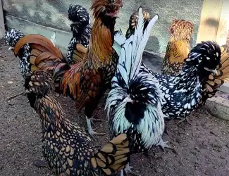 Зображення для оголошення Інкубаційне яйце та курчата. Падуан: срібло