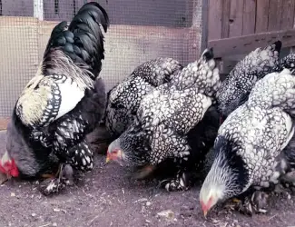 Зображення для оголошення Яйце на інкубацію. Курчат. Кохінхін - срібло