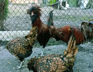 Зображення для оголошення Яйце для інкубації
