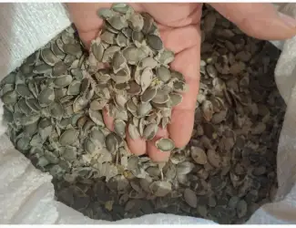 Продам насіння Голосім'яна