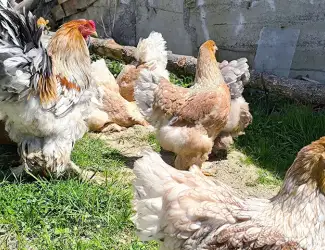 Зображення для оголошення Яйце для інкубації