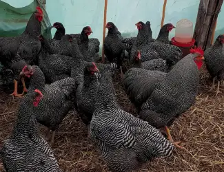 Зображення для оголошення Яйце для інкубації