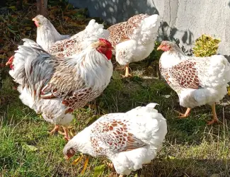 Зображення для оголошення Яйце для інкубації