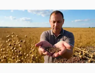 Зображення для оголошення Насіння льону Каолін