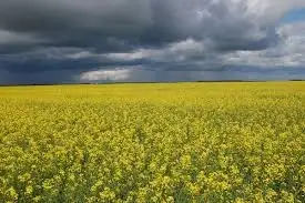 Вигідно купимо Ріпак