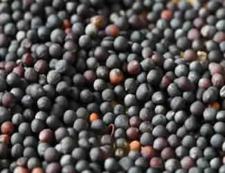Зображення для оголошення Куплю Ріпак НЕ ГМО