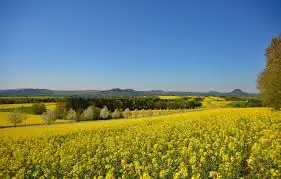 Купимо ріпак