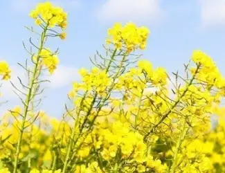 Зображення для оголошення Ріпак СРТ Запоріжжя