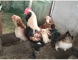 Зображення для оголошення Продам інкубаційне яйце фаверолей