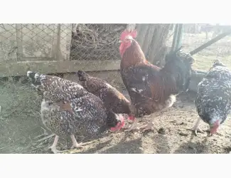Зображення для оголошення Продам інкубаційне яйце лівенської ситцевої