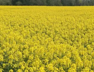 Продам ріпак 62 т