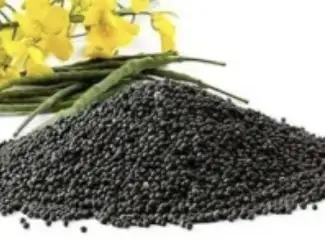 Зображення для оголошення Куплю ріпак ГМО по всій Украіне