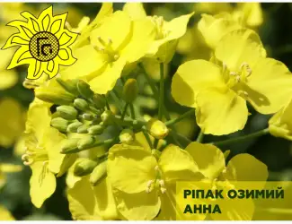 Зображення для оголошення Насіння ріпаку озимого Анна від виробника