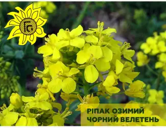 Зображення для оголошення Насіння озимого ріпаку Чорний Велетень від виробника