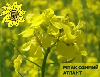 Зображення для оголошення Насіння ріпаку озимого Атлант від виробника