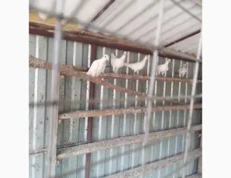 Зображення для оголошення Продам голубів