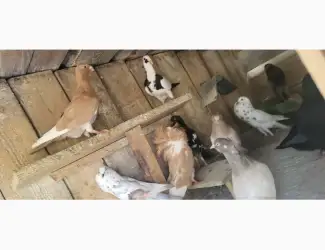 Зображення для оголошення Голуб Нюрнбергський багдет