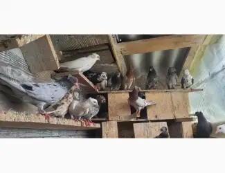 Зображення для оголошення Голуби бакінці