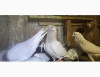 Зображення для оголошення Голуби Американські кормілки