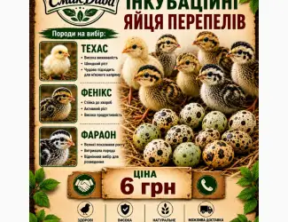 Зображення для оголошення Продам інкубаційні яйця