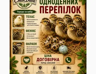 Зображення для оголошення Продам молодняк перепилиний