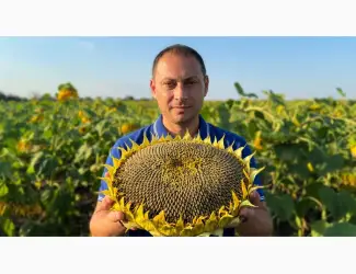 Зображення для оголошення Кондитерський соняшник Геркулес 40ц/га. 115 днів
