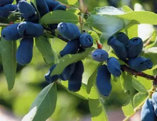 Зображення для оголошення Продам саджанці жимолості сорт Каріна (контейнер 0.5 л)