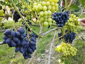 Зображення для оголошення Продам Саджанці Столових та винних сортів винограду