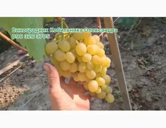 Зображення для оголошення Продам Саджанці винних та столових сортів винограду
