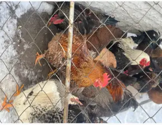 Зображення для оголошення Продам петухов мясояичные: Ред бро