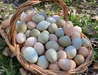 Зображення для оголошення Продаю яєчних курчат Амазон