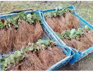 Зображення для оголошення Продам саджанці полуниці сортів Азія