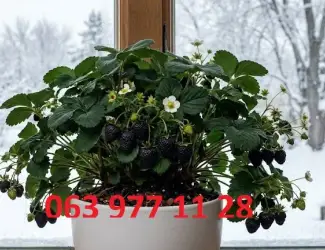 Зображення для оголошення Полуниця кімнатна зимового плодоношення чорноплодна - vdala.pro