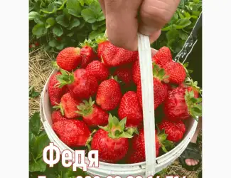Зображення для оголошення Саджанці полуниці Альба