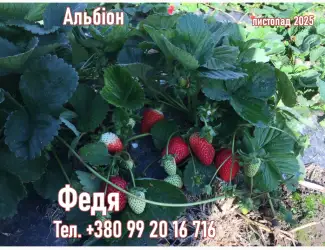 Зображення для оголошення Саджанці полуниці Альбіон