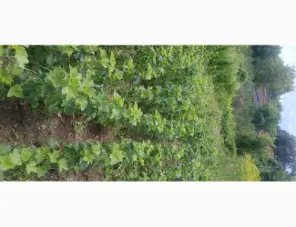 Продам саджанці чорної смородини сорт Ювілейна копаня.Є 10 тис.м.Вінниця