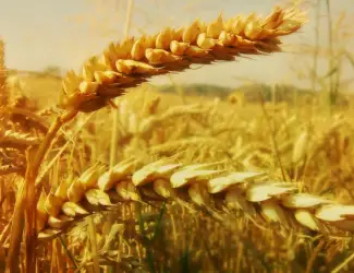 Зображення для оголошення Куплю зернові