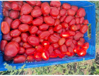 Зображення для оголошення Продам помідор томат