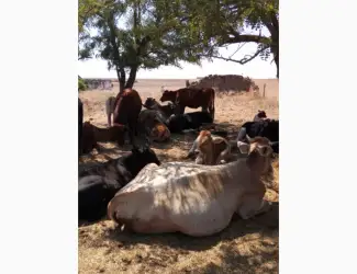 Зображення для оголошення Продам корів