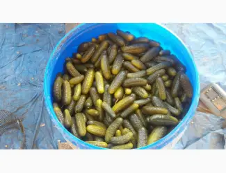 Зображення для оголошення Продам огірки