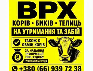 Зображення для оголошення Фермерське господарство закуповує ВРХ