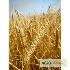 Продаем семена ярового ячменя - сорт СТАЛКЕР. Элита и 1 репродукция