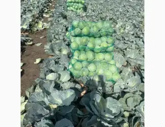 Зображення для оголошення Продам капусту