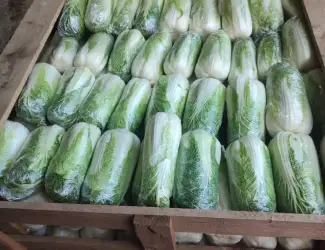 Продам Пекінську капусту