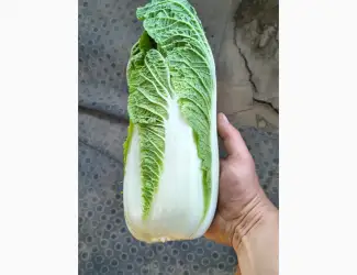 Продам пекінську капусту