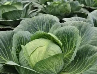 Зображення для оголошення Продам капусту