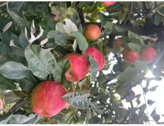 Зображення для оголошення Продам яблука