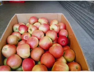 Зображення для оголошення Продам яблука з власного саду