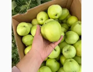 Зображення для оголошення Продам яблука Голден