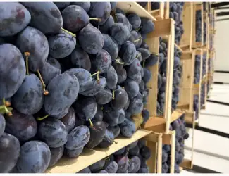Зображення для оголошення Продам Стенлей